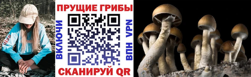 Галлюциногенные грибы MAGIC MUSHROOMS  Меленки 